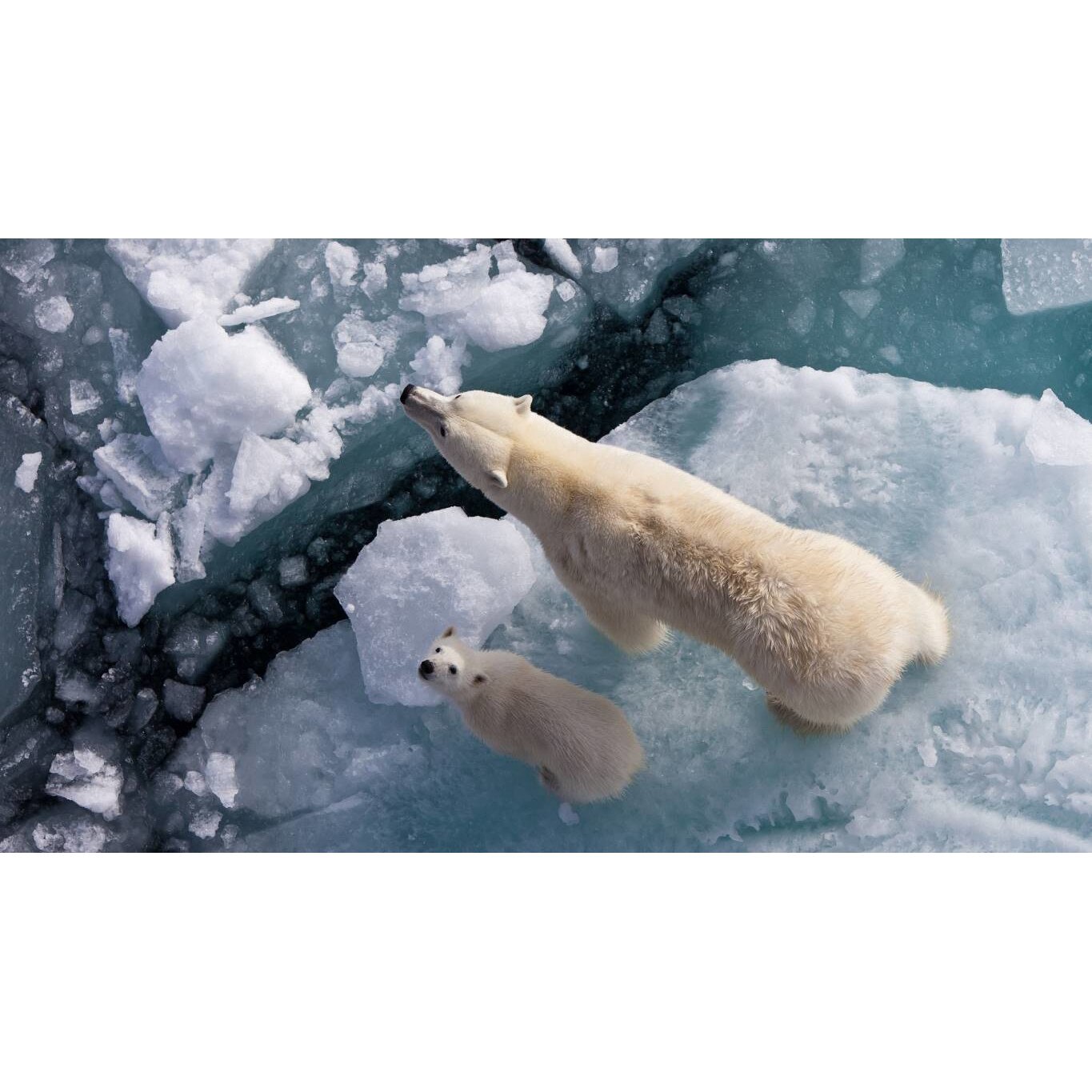 Tablou canvas 90x50 cm, Animale model 367