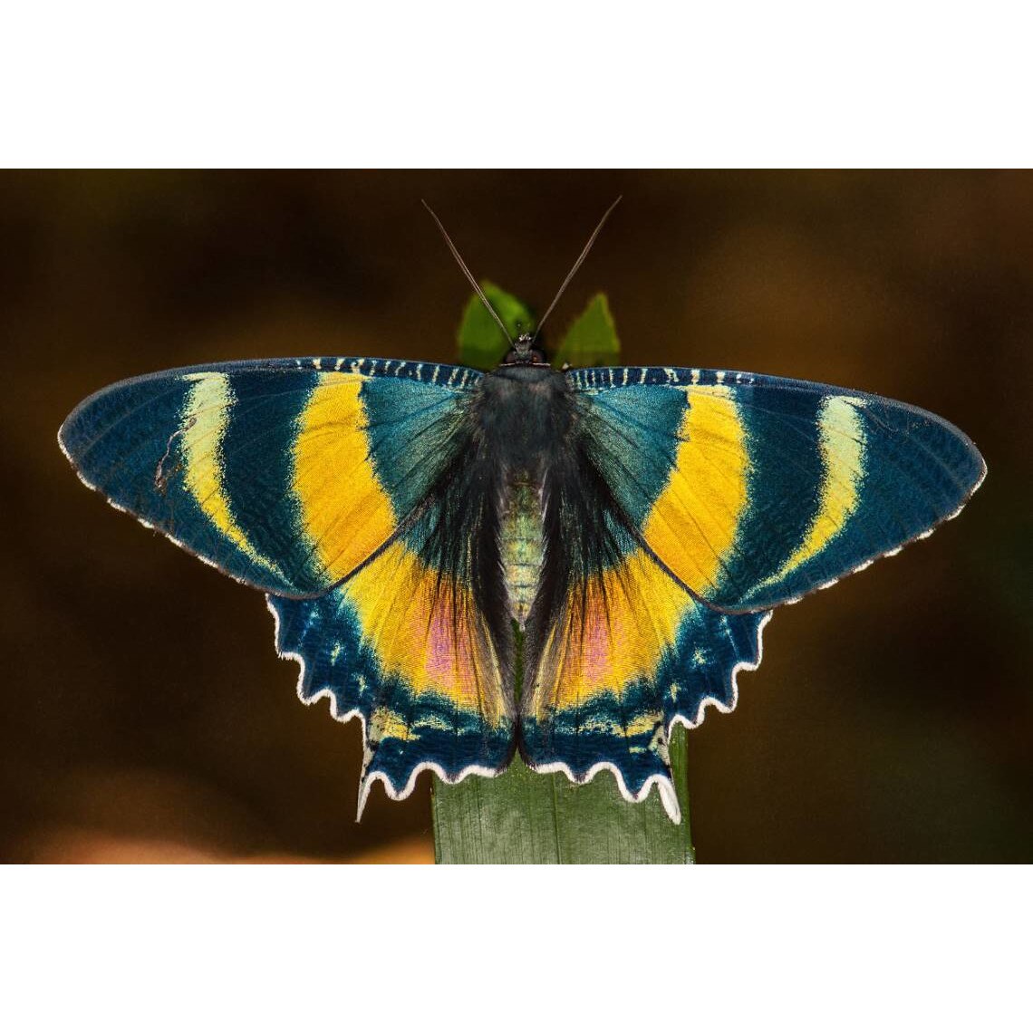 Tablou canvas 75x50 cm, Animale model 362