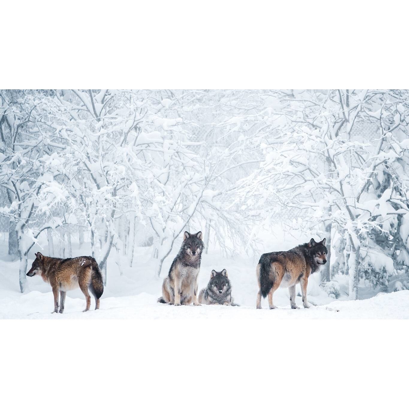 Tablou canvas 75x50 cm, Animale model 358