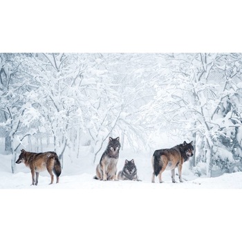 Tablou canvas 50x35 cm, Animale model 358 Tablou canvas 50x35 cm, Animale model 358