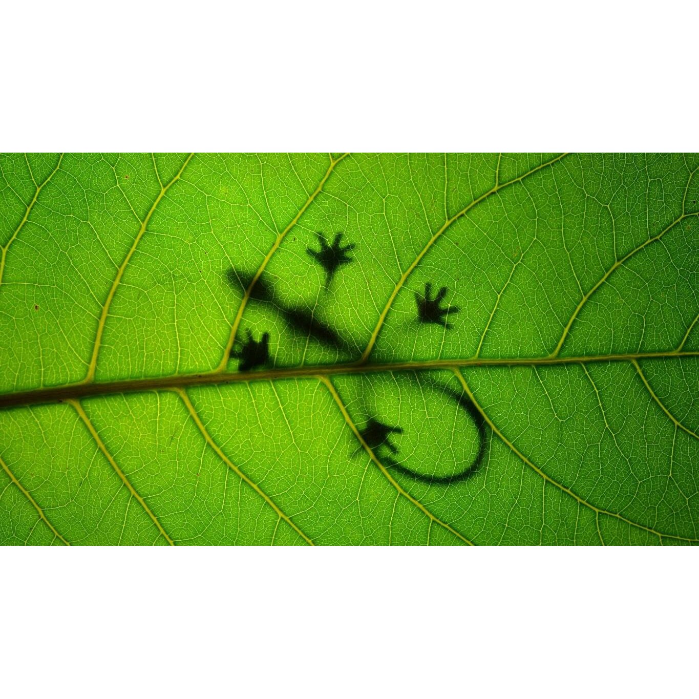 Tablou canvas 90x50 cm, Animale model 374