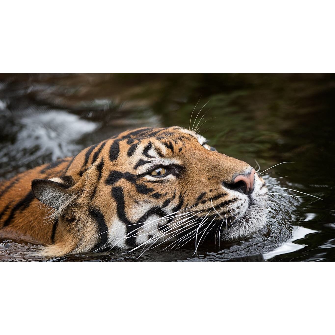 Tablou canvas 50x35 cm, Animale model 340