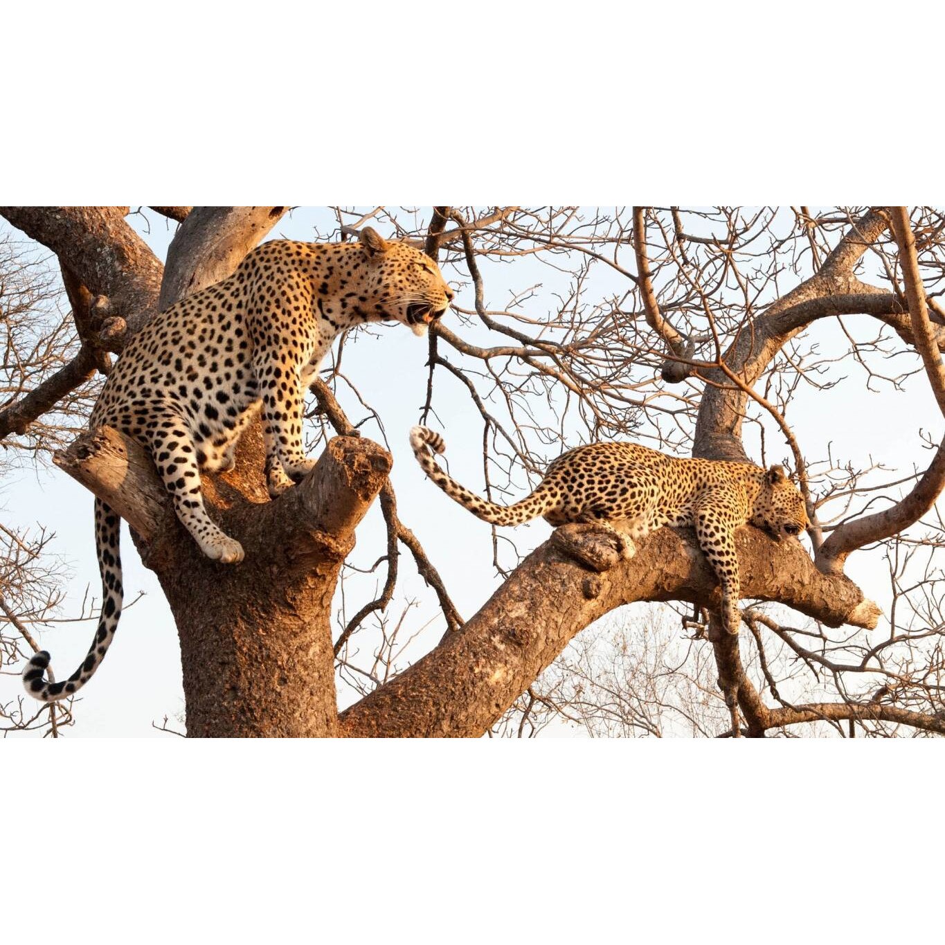 Tablou canvas 75x50 cm, Animale model 346