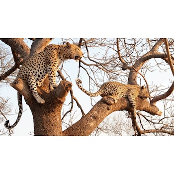 Tablou canvas 75x50 cm, Animale model 346 Tablou canvas 75x50 cm, Animale model 346