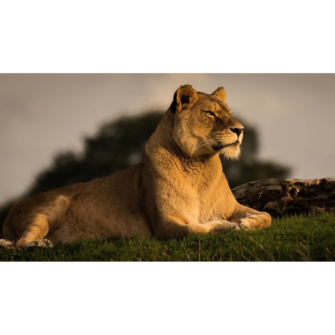 Tablou canvas 90x50 cm, Animale model 353