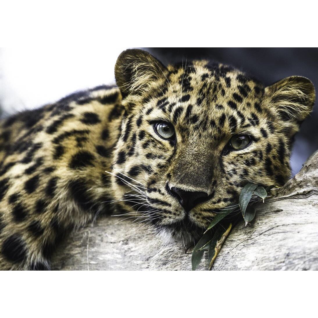 Tablou canvas 90x50 cm, Animale model 350