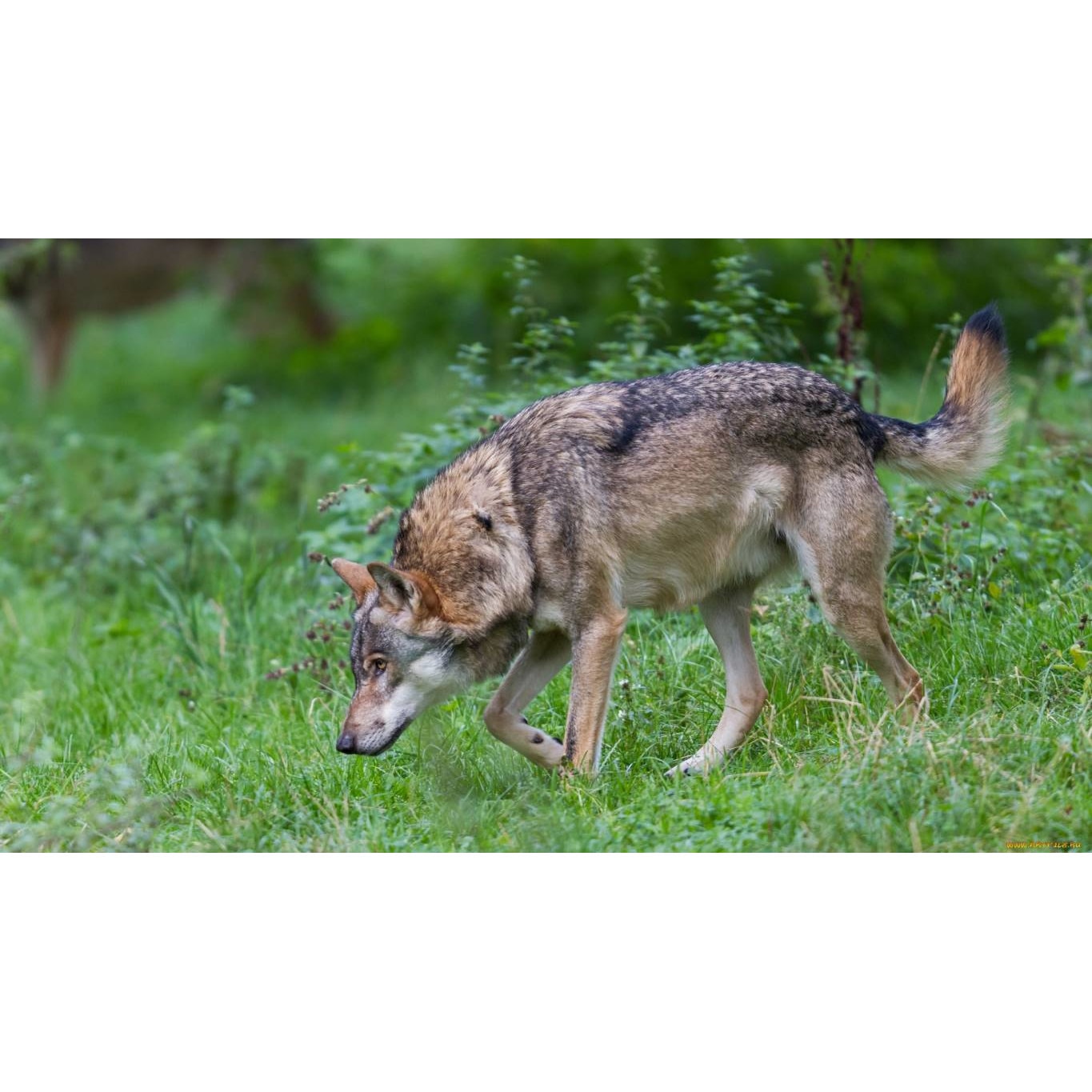 Tablou canvas 50x35 cm, Animale model 355