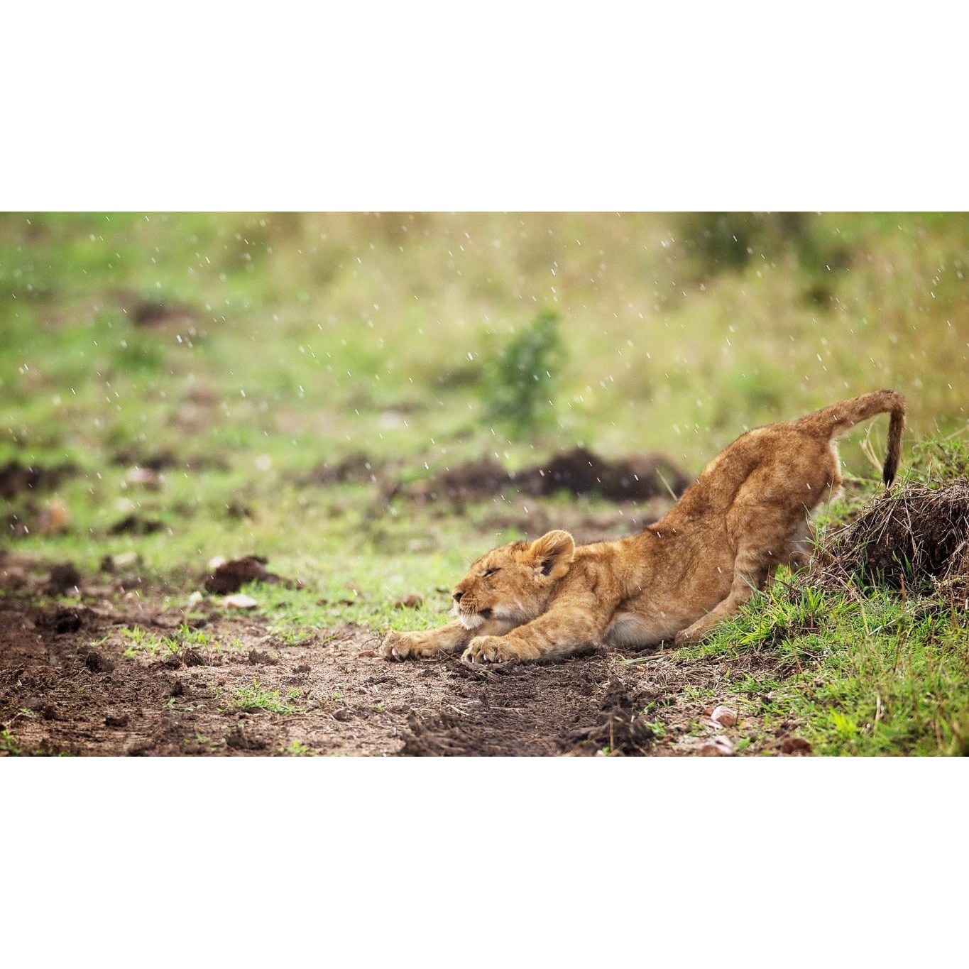 Tablou canvas 50x35 cm, Animale model 343