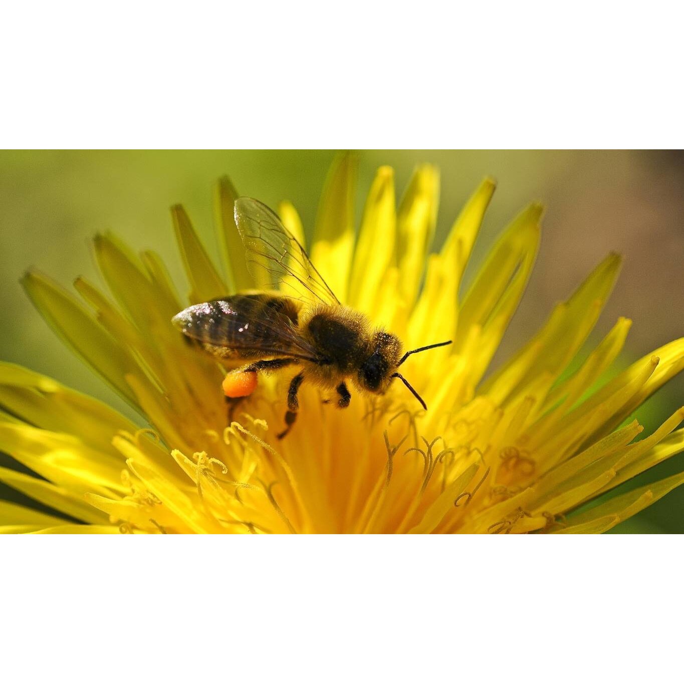 Tablou canvas 50x35 cm, Animale model 342