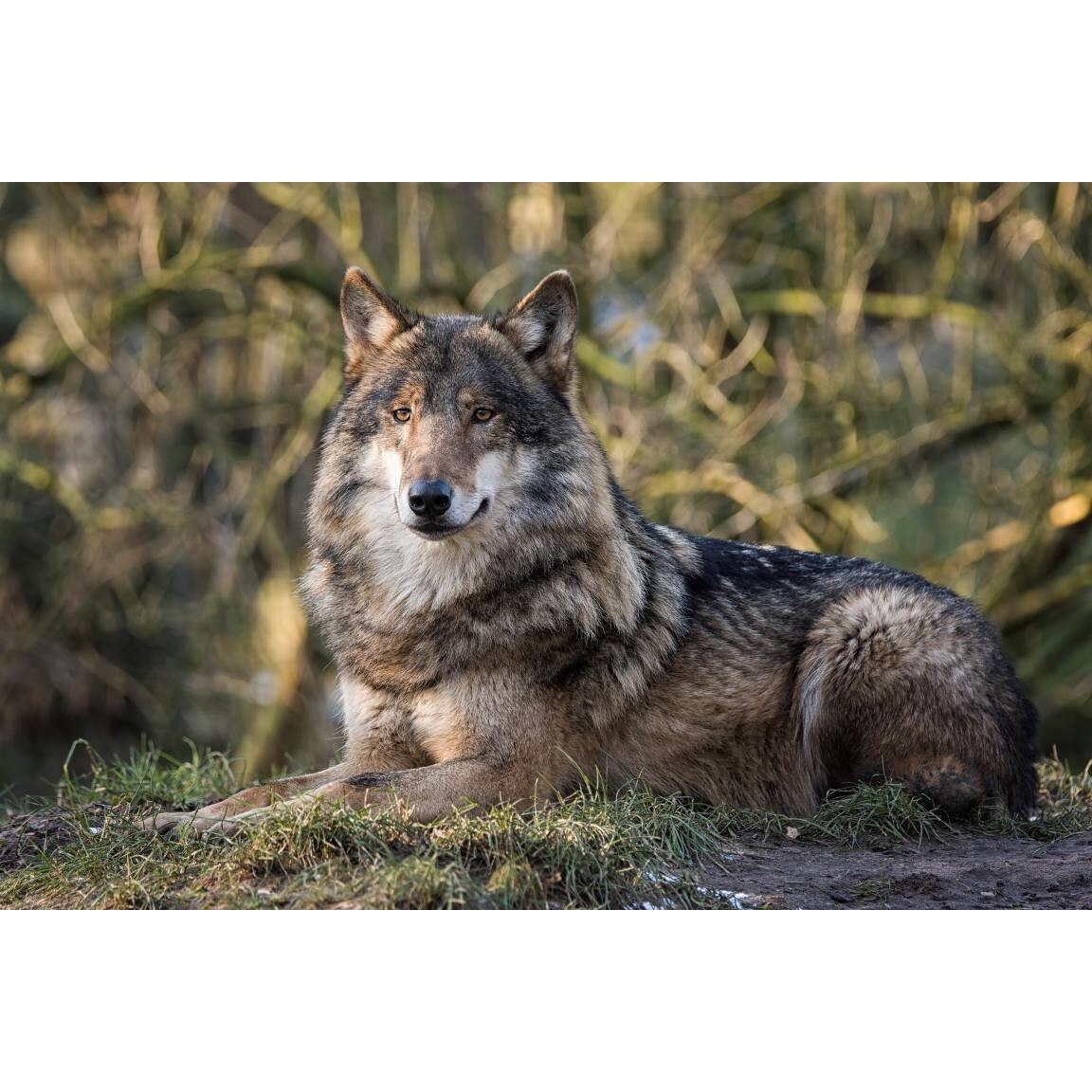 Tablou canvas 90x50 cm, Animale model 364