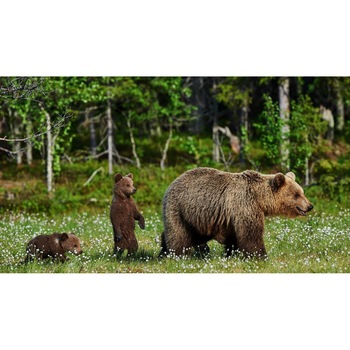 Tablou canvas 50x35 cm, Animale model 281 Tablou canvas 50x35 cm, Animale model 281