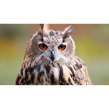 Tablou canvas 75x50 cm, Animale model 309 Tablou canvas 75x50 cm, Animale model 309