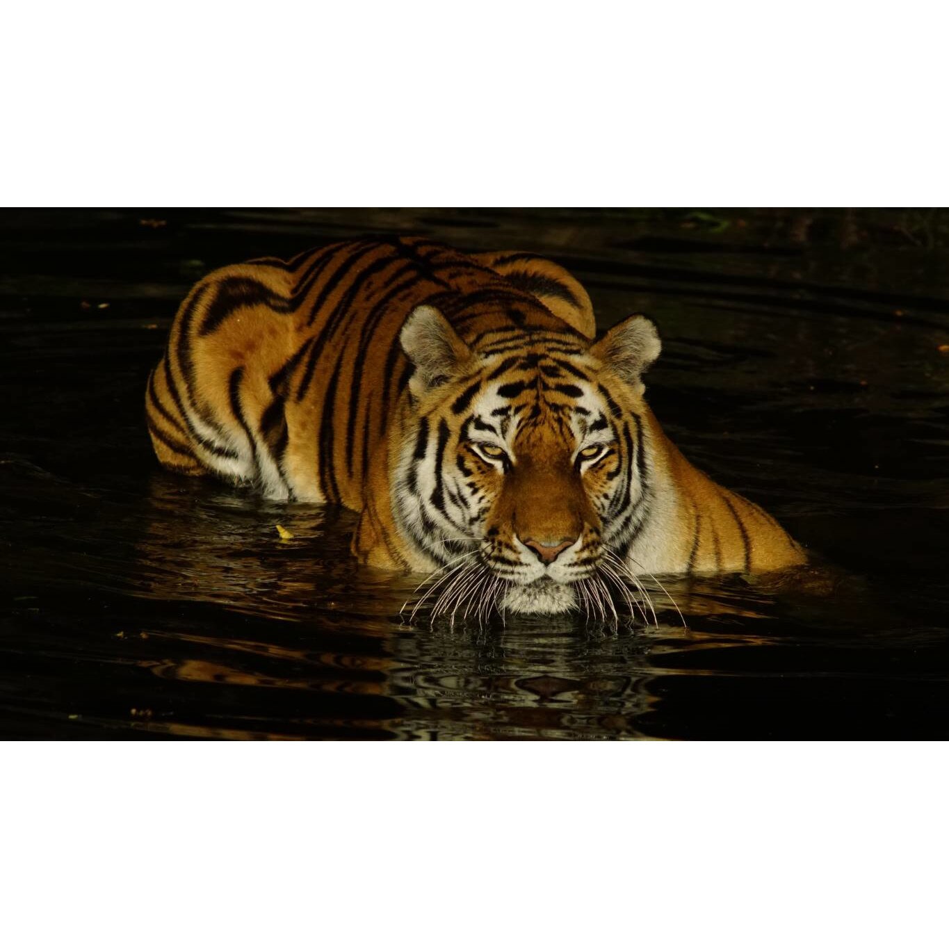 Tablou canvas 50x35 cm, Animale model 310