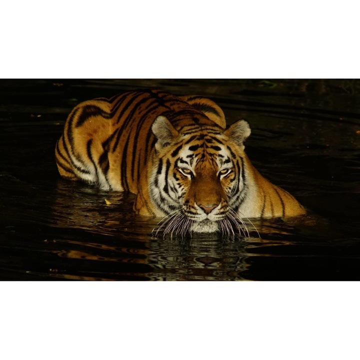 Tablou canvas 50x35 cm, Animale model 310