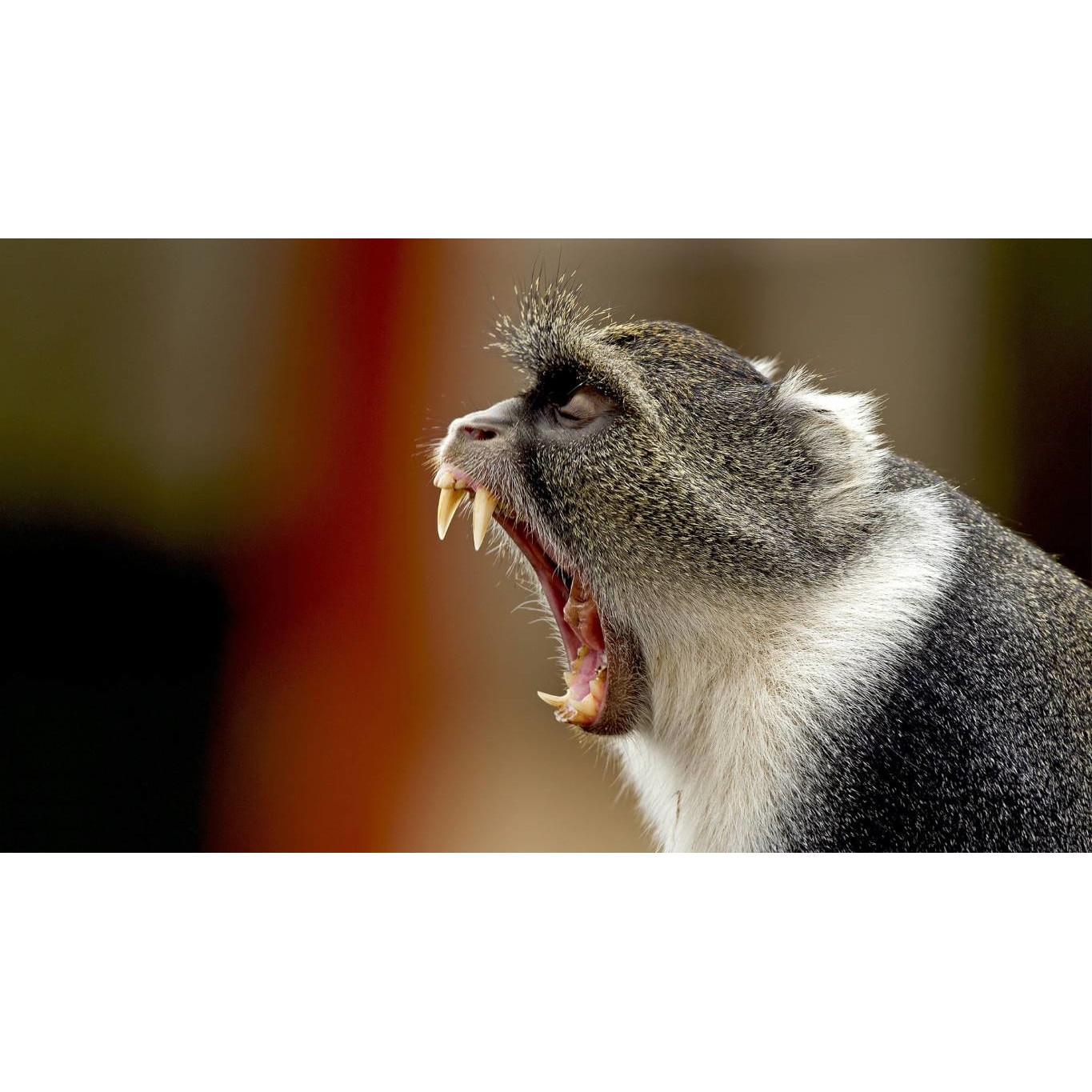 Tablou canvas 50x35 cm, Animale model 316