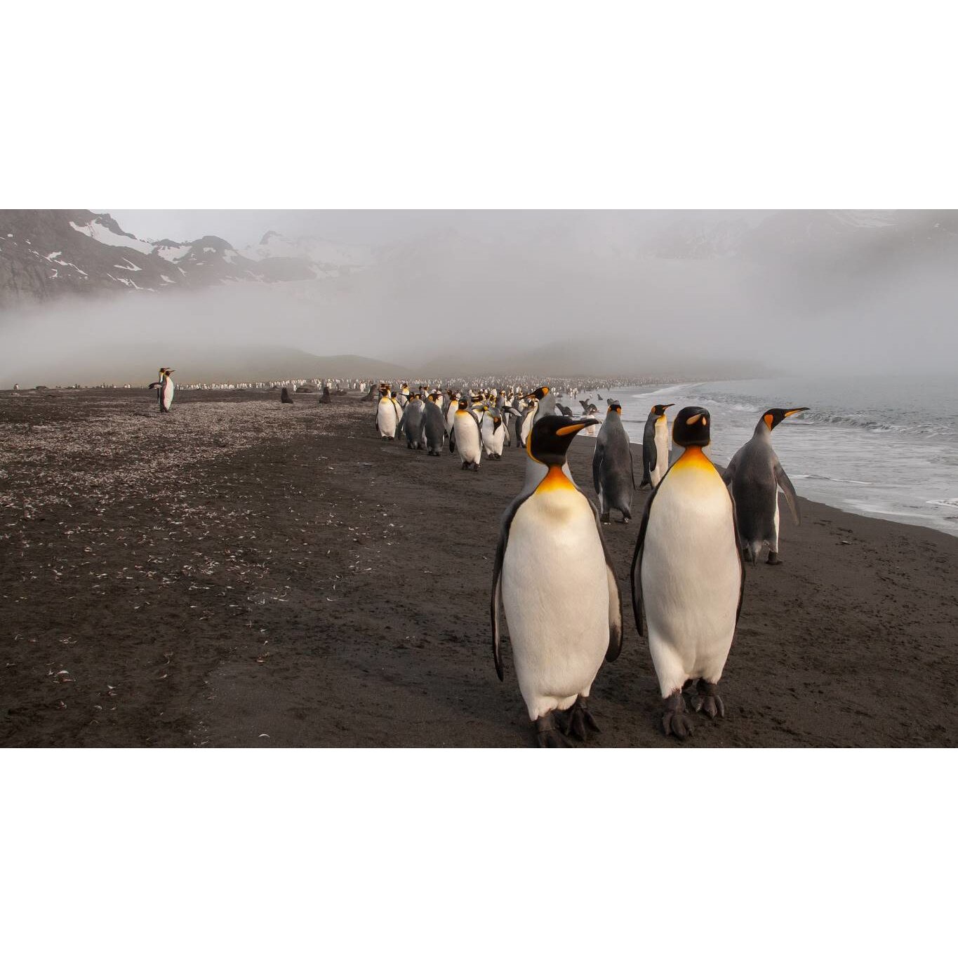 Tablou canvas 50x35 cm, Animale model 360