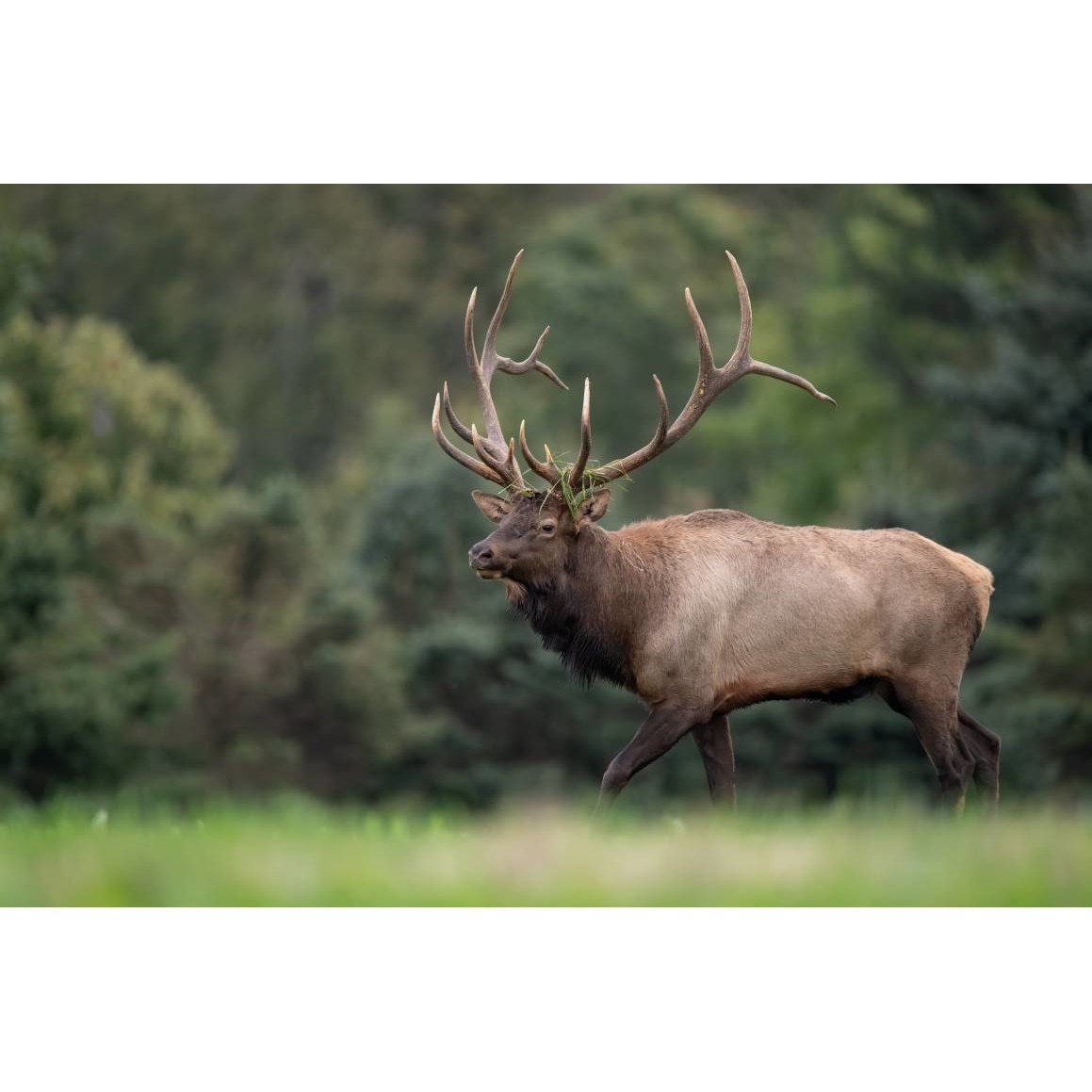 Tablou canvas 75x50 cm, Animale model 315