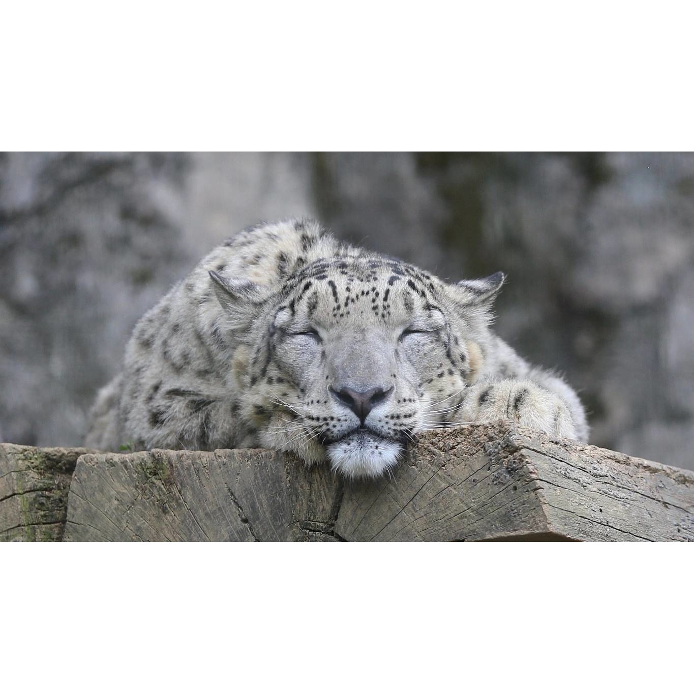 Tablou canvas 90x50 cm, Animale model 394