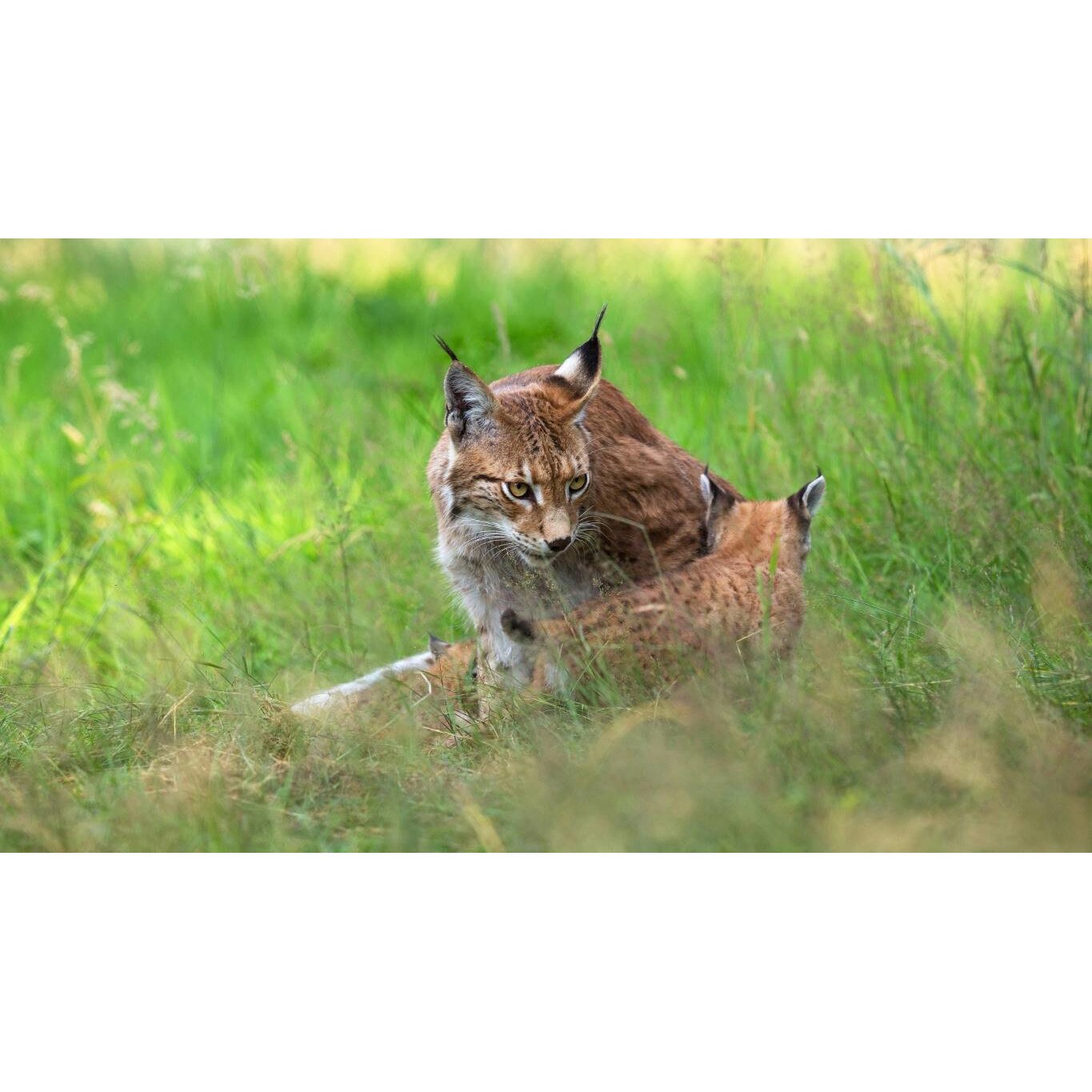 Tablou canvas 90x50 cm, Animale model 352