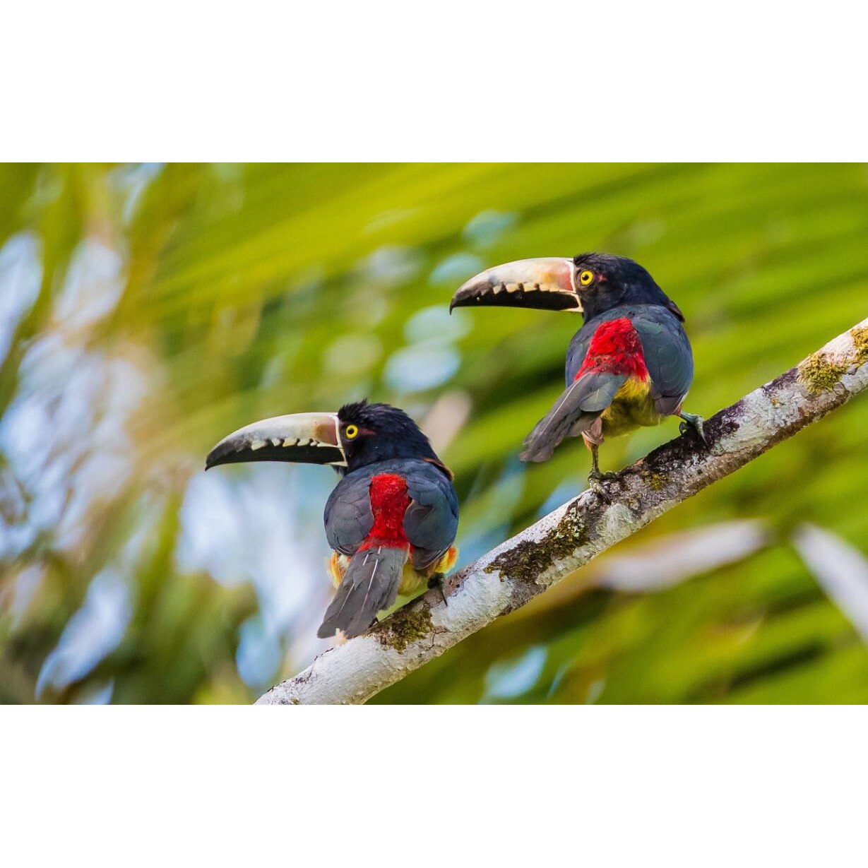 Tablou canvas 75x50 cm, Animale model 365