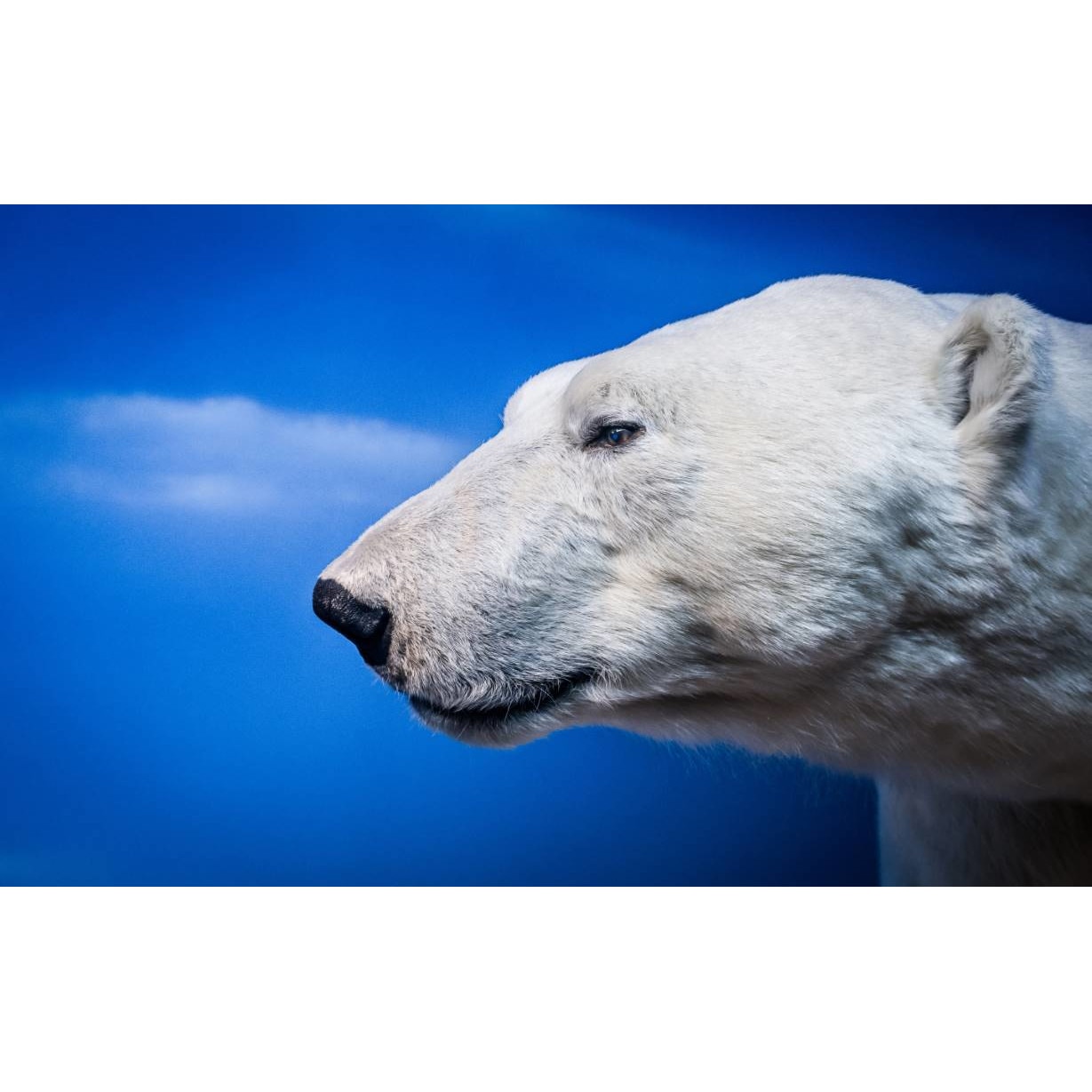 Tablou canvas 90x50 cm, Animale model 369