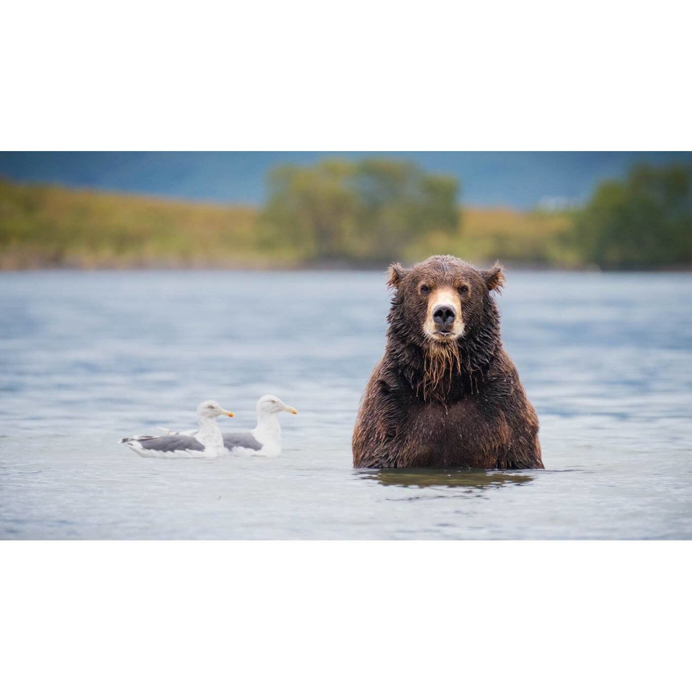 Tablou canvas 75x50 cm, Animale model 386