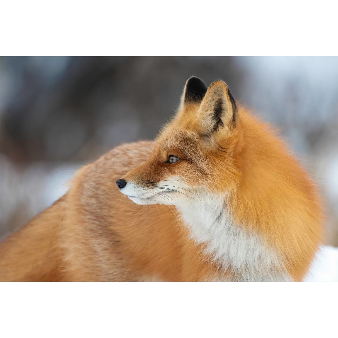 Tablou canvas 75x50 cm, Animale model 379