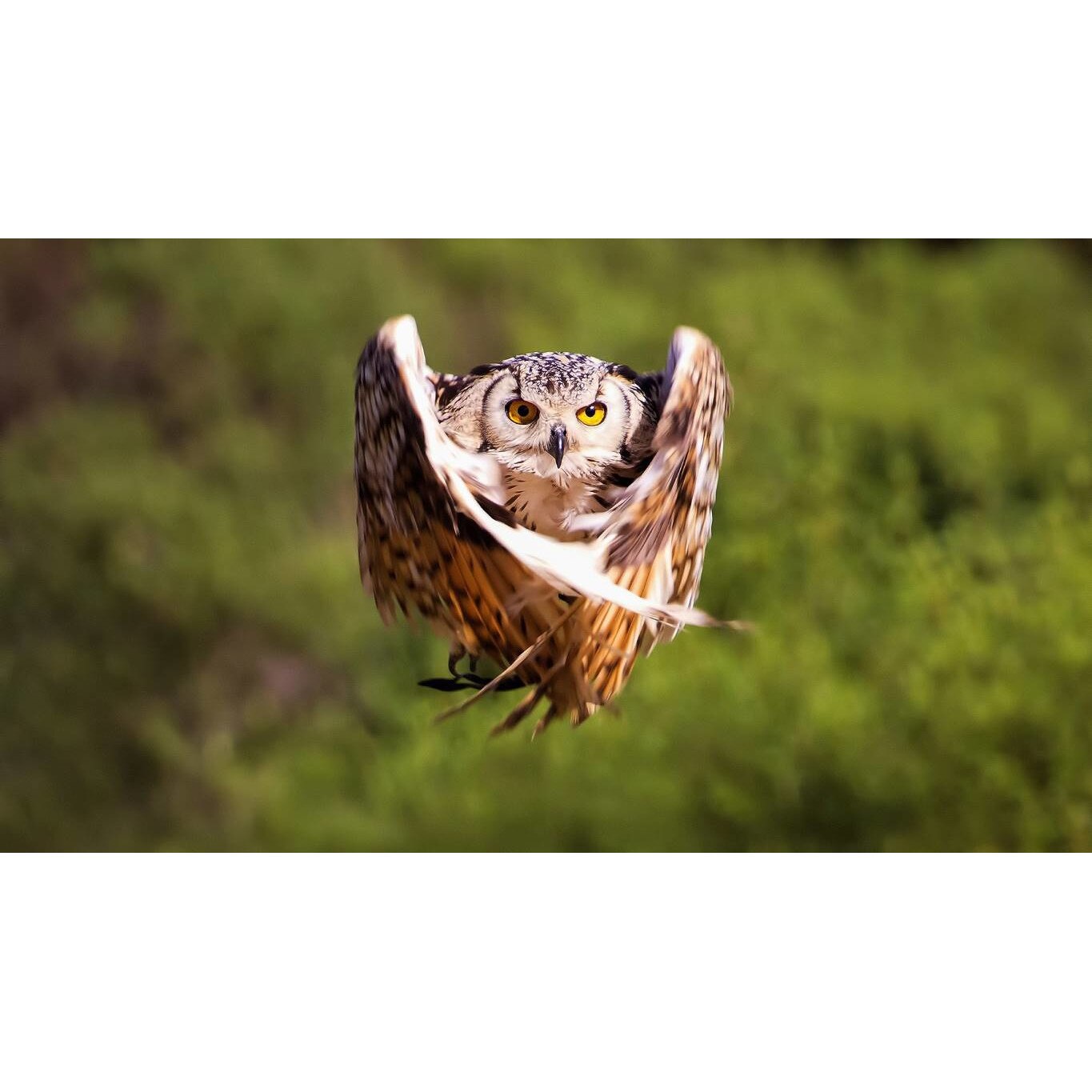 Tablou canvas 75x50 cm, Animale model 372