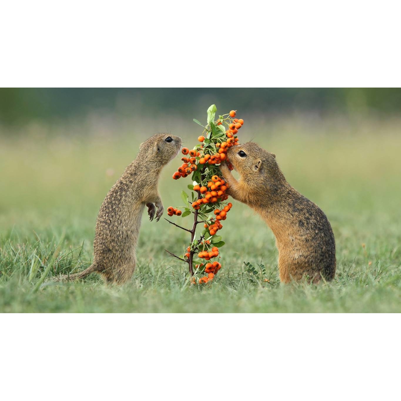 Tablou canvas 75x50 cm, Animale model 371