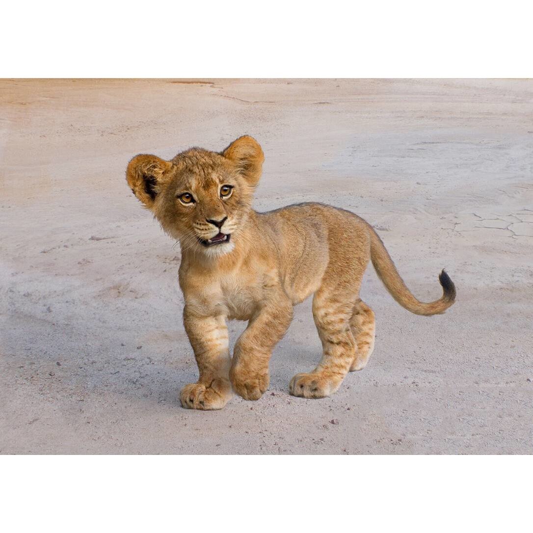 Tablou canvas 75x50 cm, Animale model 363