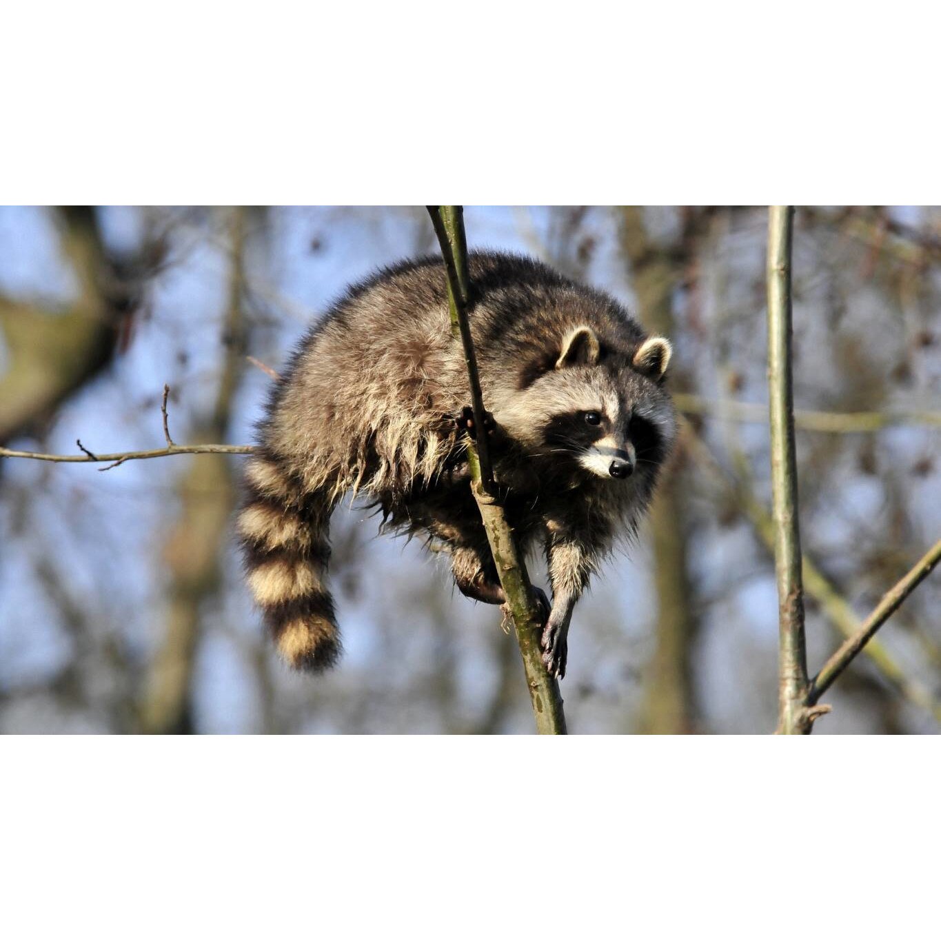 Tablou canvas 50x35 cm, Animale model 396