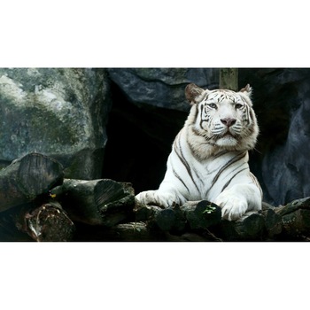 Tablou canvas 50x35 cm, Animale model 395 Tablou canvas 50x35 cm, Animale model 395