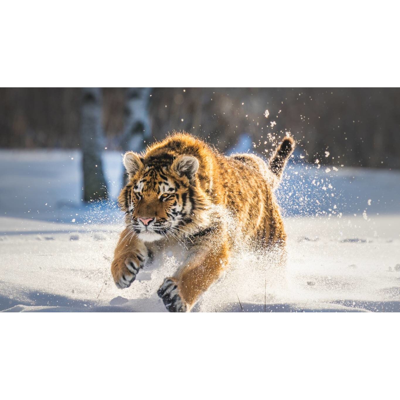 Tablou canvas 90x50 cm, Animale model 368