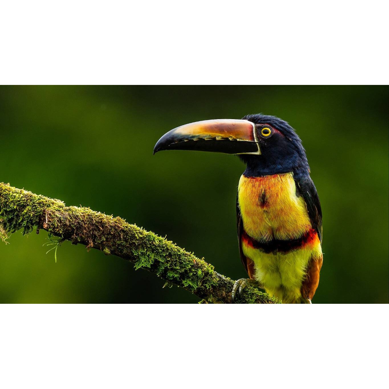 Tablou canvas 75x50 cm, Animale model 384