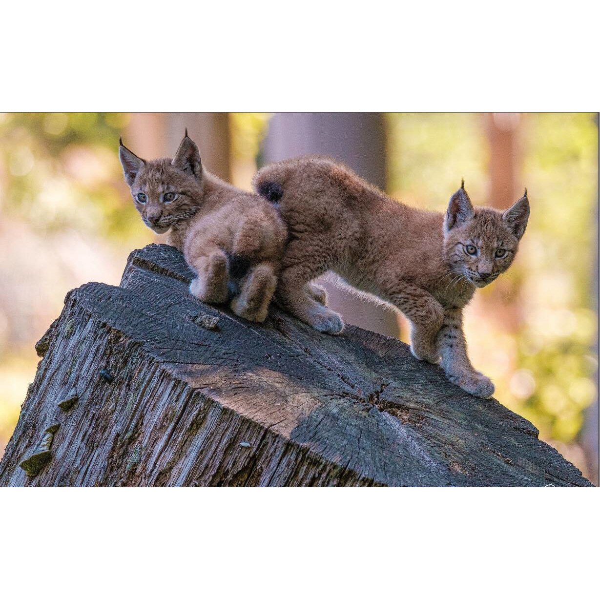 Tablou canvas 50x35 cm, Animale model 357