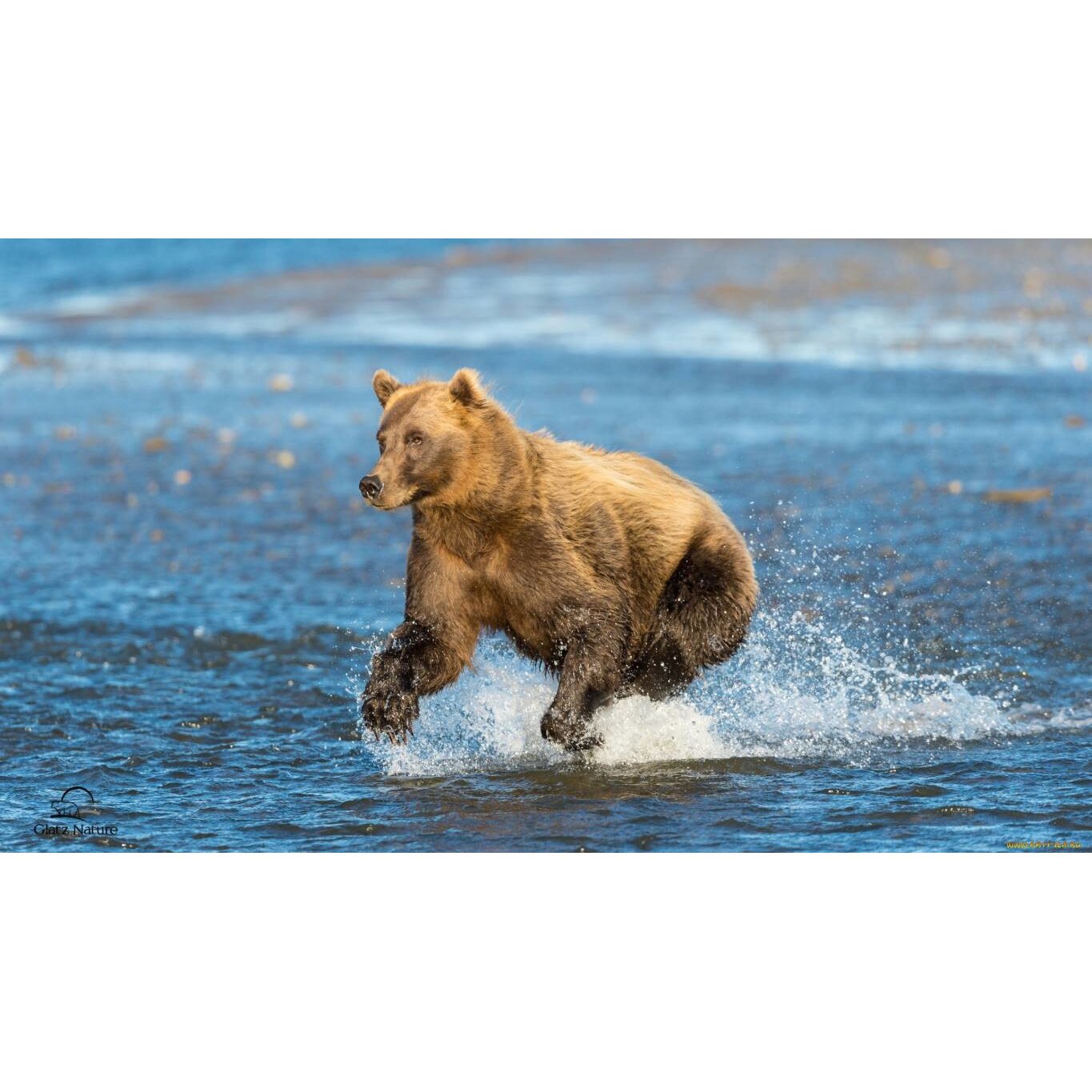 Tablou canvas 90x50 cm, Animale model 385