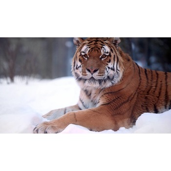 Tablou canvas 90x50 cm, Animale model 407 Tablou canvas 90x50 cm, Animale model 407