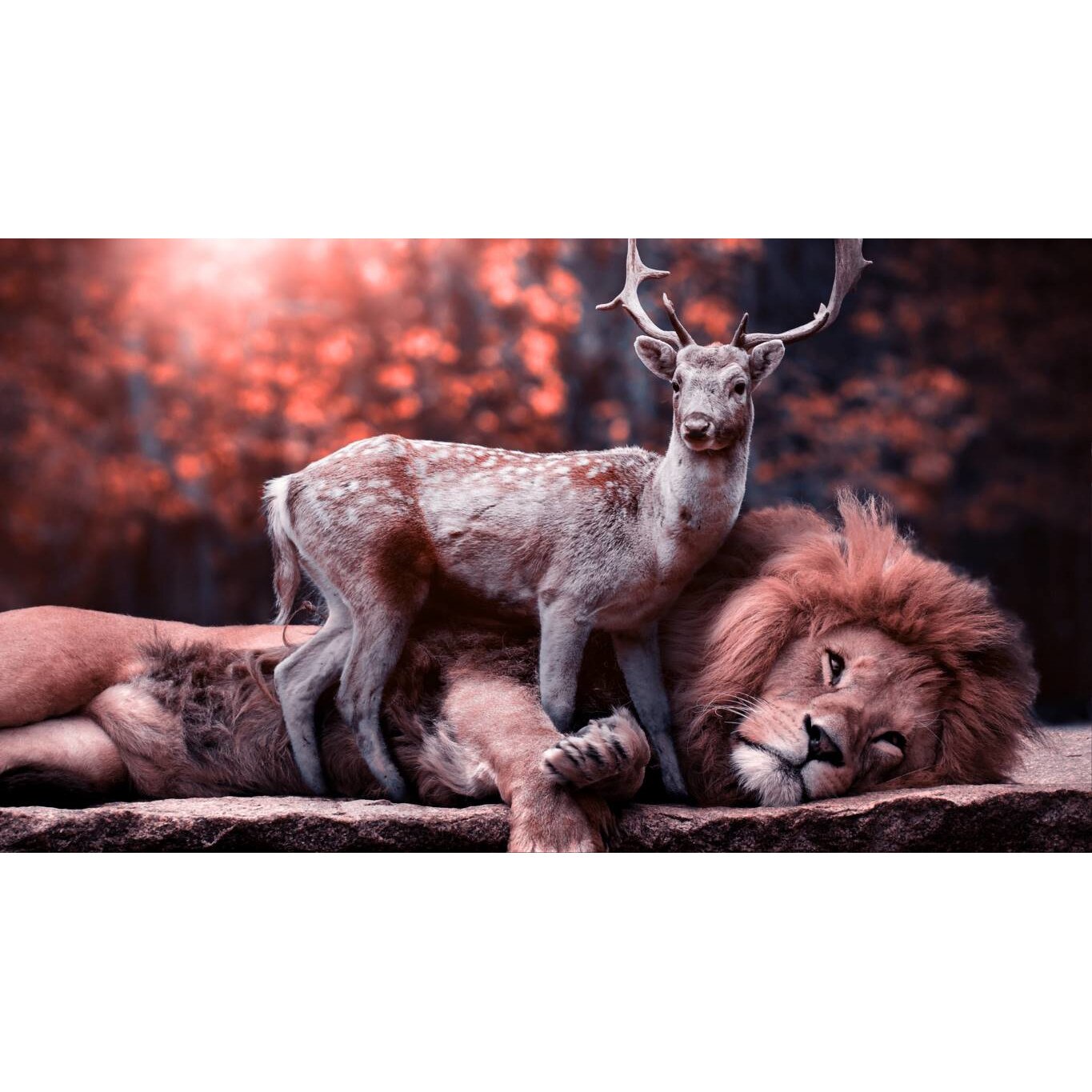 Tablou canvas 50x35 cm, Animale model 389