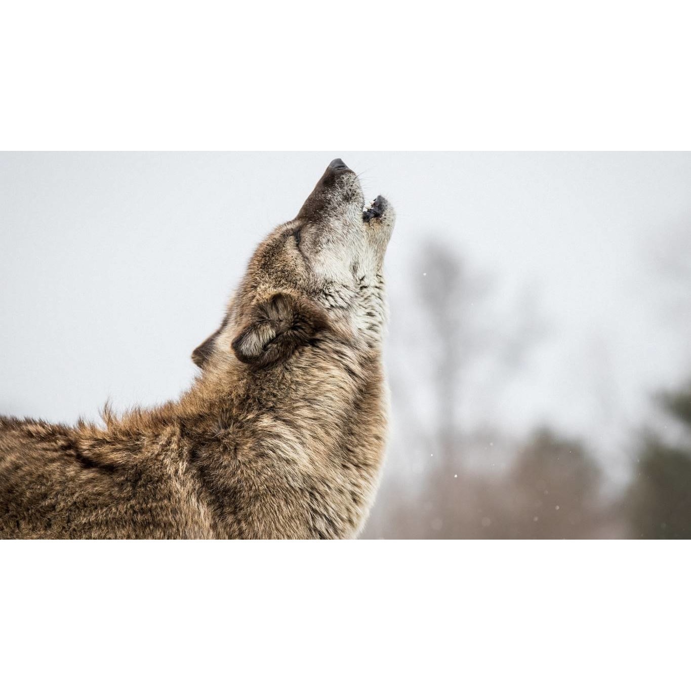 Tablou canvas 90x50 cm, Animale model 370