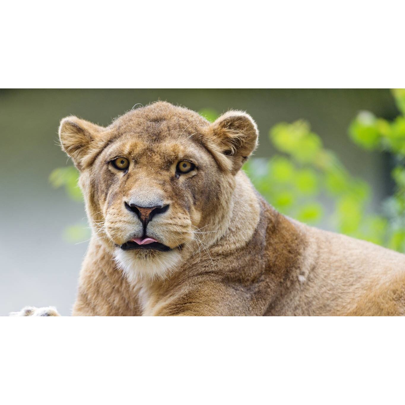 Tablou canvas 90x50 cm, Animale model 377