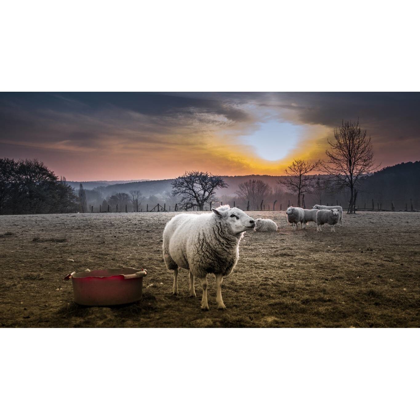 Tablou canvas 75x50 cm, Animale model 392