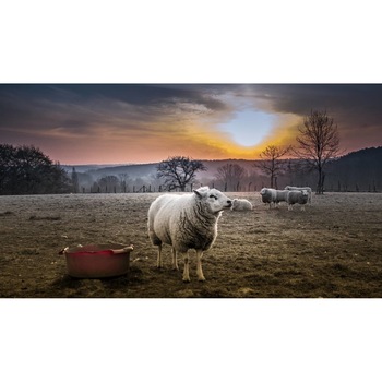 Tablou canvas 90x50 cm, Animale model 392 Tablou canvas 90x50 cm, Animale model 392