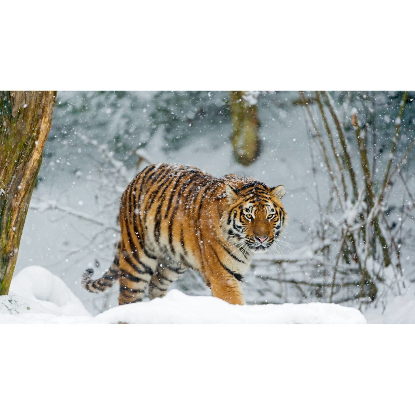 Tablou canvas 90x50 cm, Animale model 397