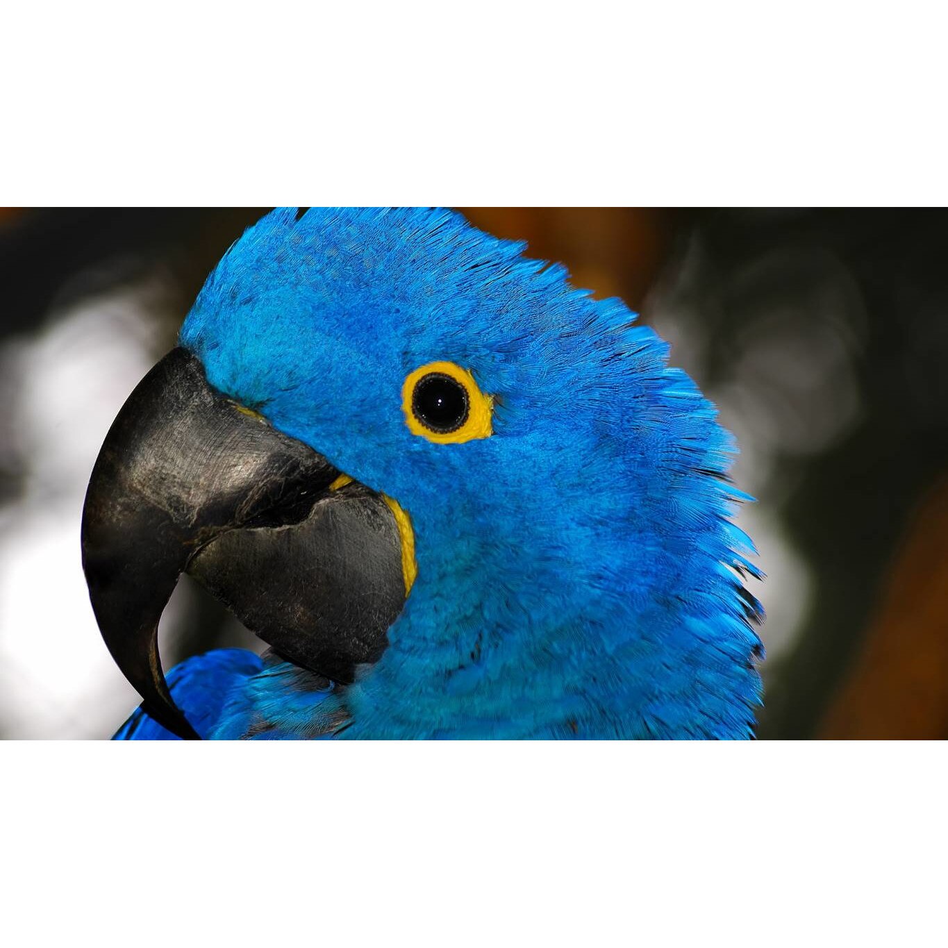 Tablou canvas 90x50 cm, Animale model 381