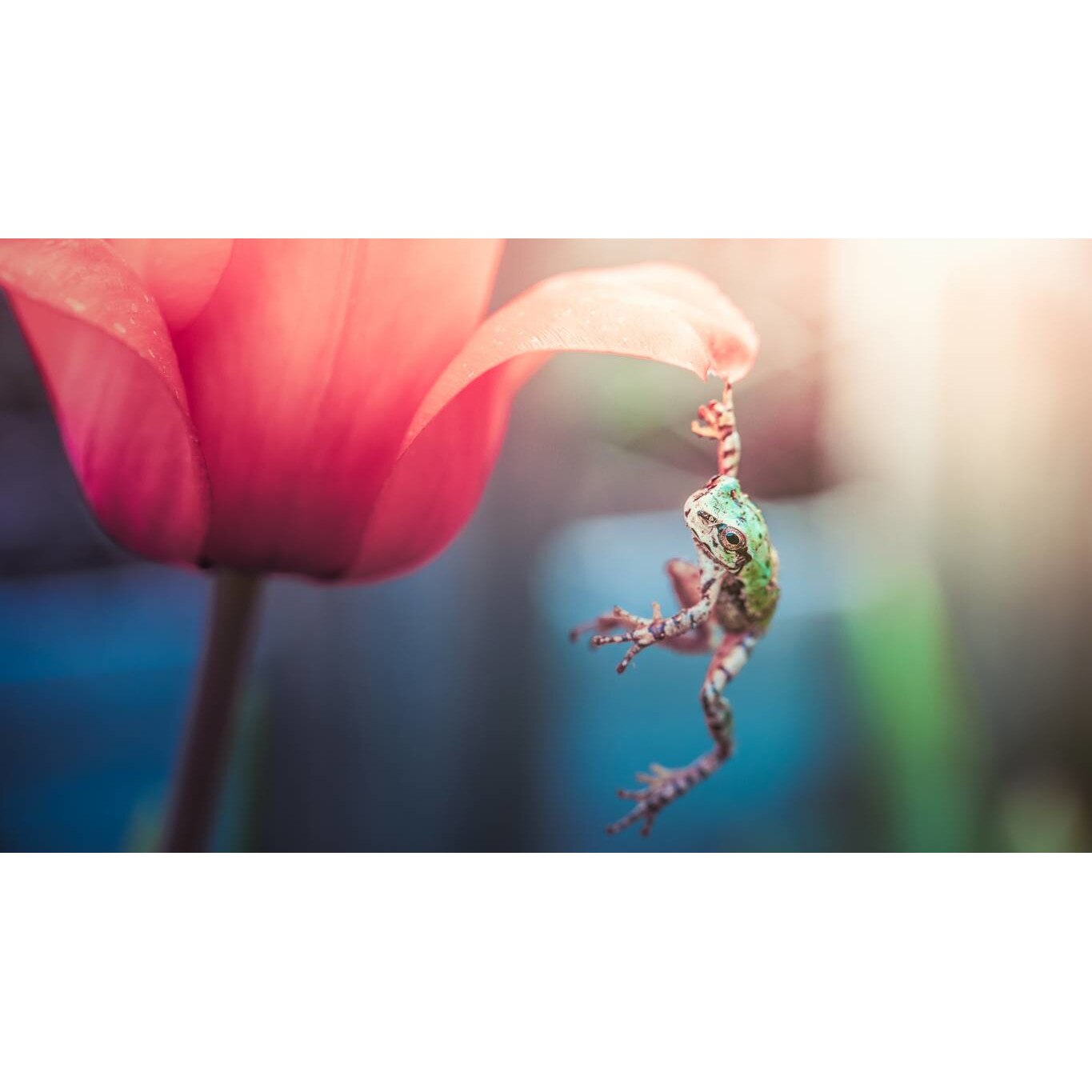 Tablou canvas 90x50 cm, Animale model 393