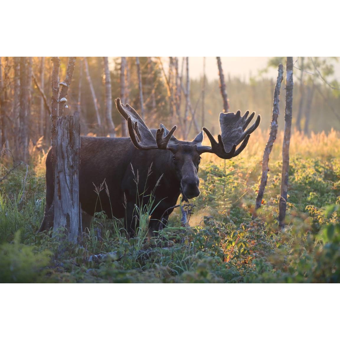 Tablou canvas 50x35 cm, Animale model 388