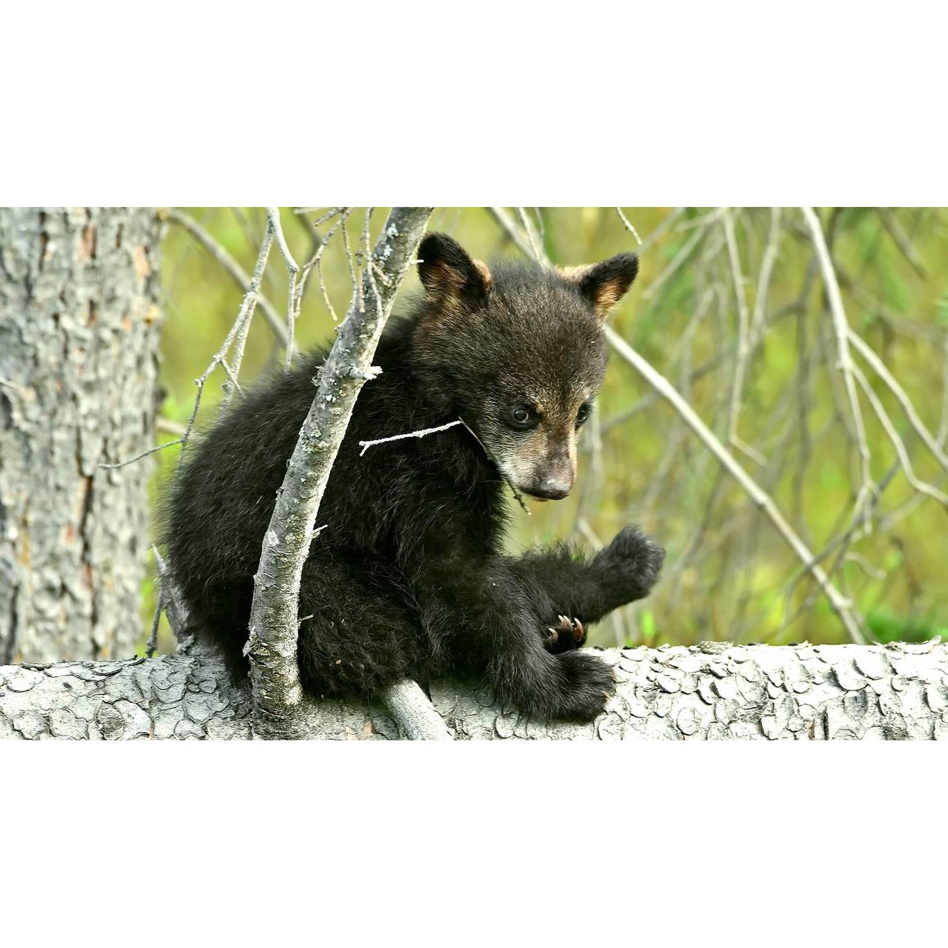 Tablou canvas 50x35 cm, Animale model 354