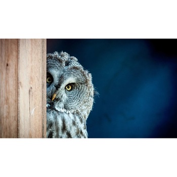 Tablou canvas 75x50 cm, Animale model 400 Tablou canvas 75x50 cm, Animale model 400