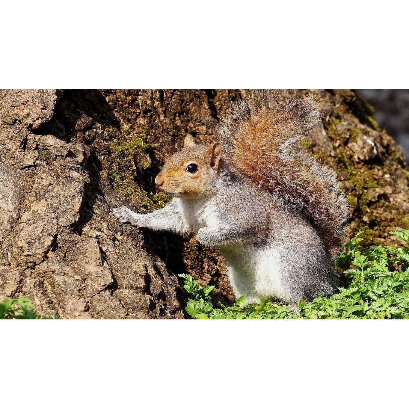 Tablou canvas 90x50 cm, Animale model 405