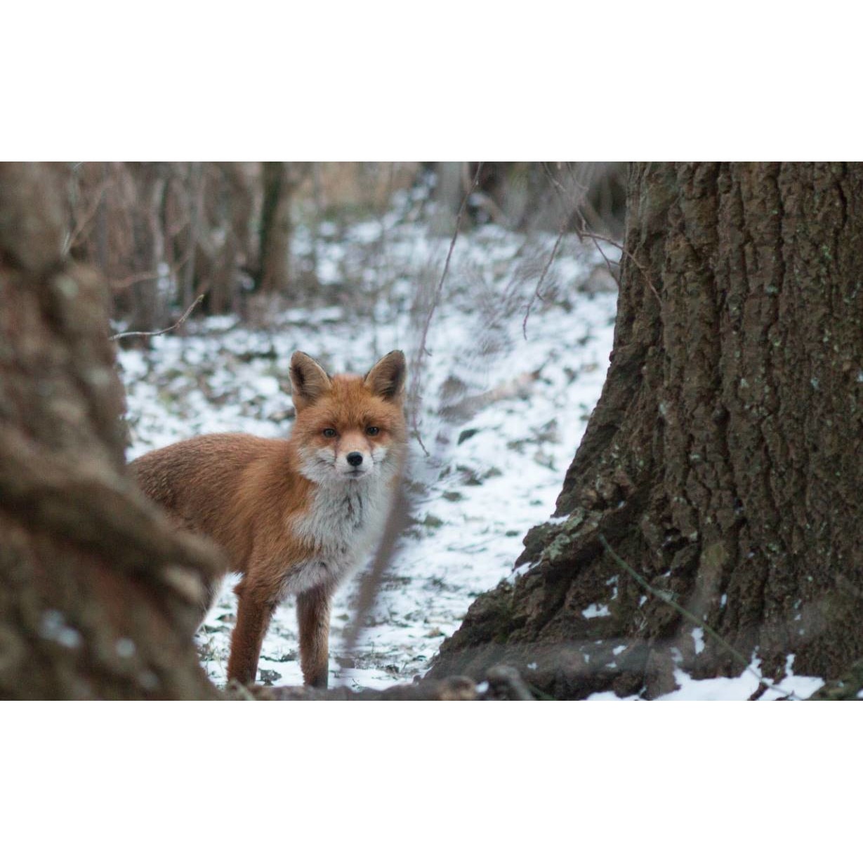 Tablou canvas 90x50 cm, Animale model 366
